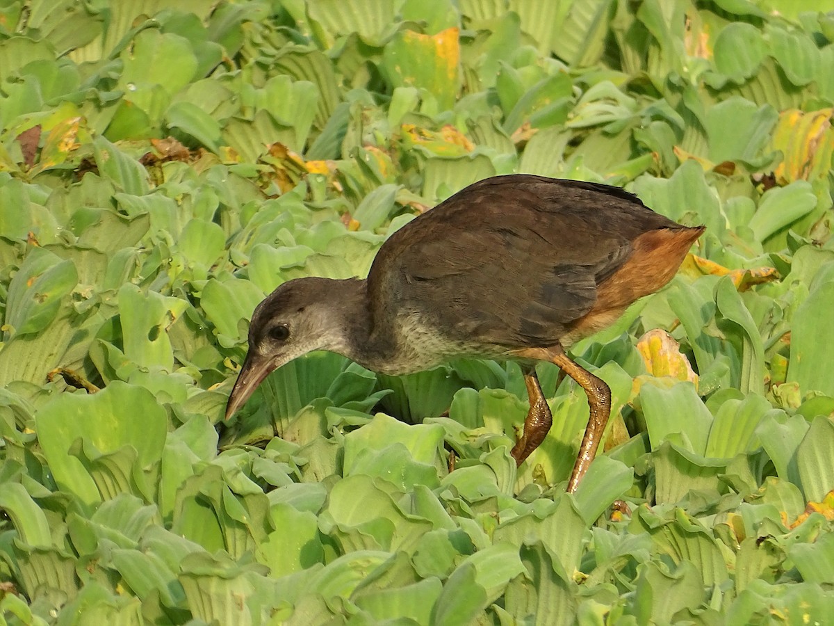White-breasted Waterhen - u7 Liao