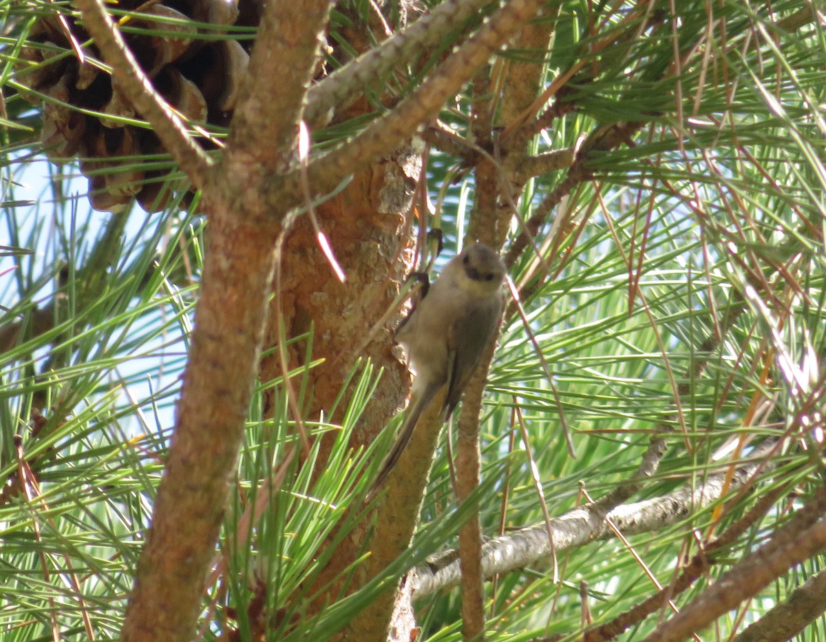 Bushtit - TK Birder