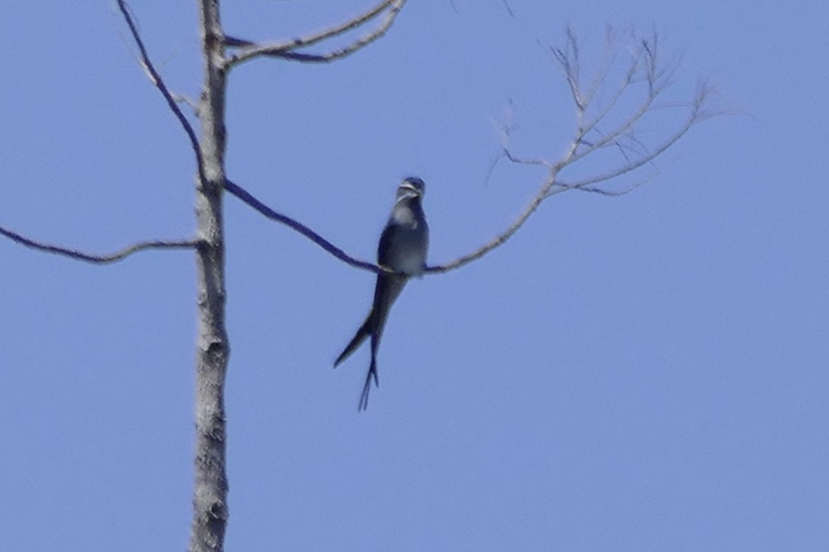 Moustached Treeswift - ML177162651