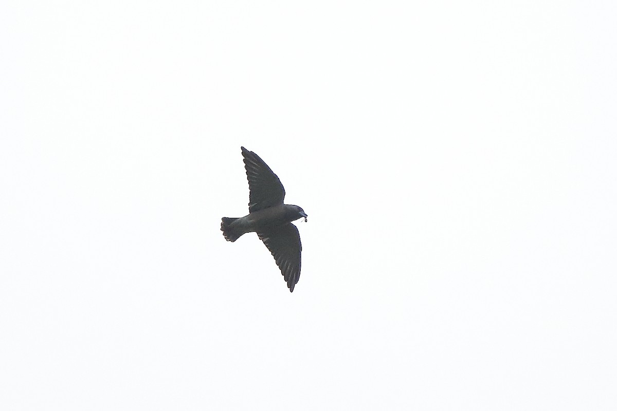 Ashy Woodswallow - ML177163441