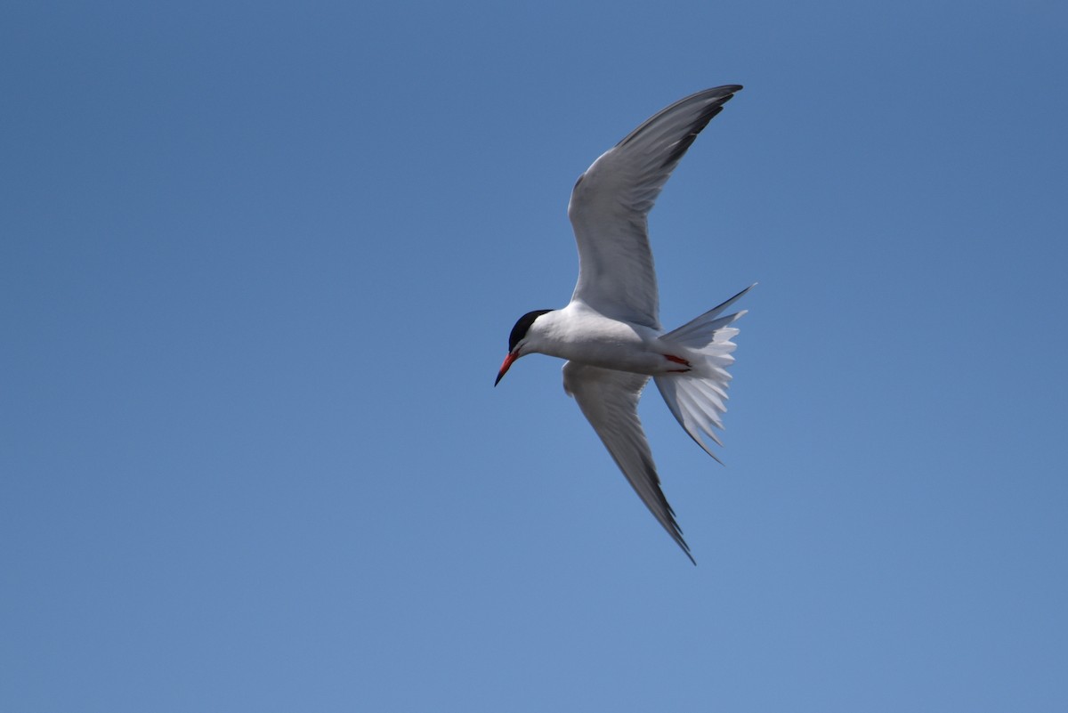 Common Tern - Maryse Neukomm