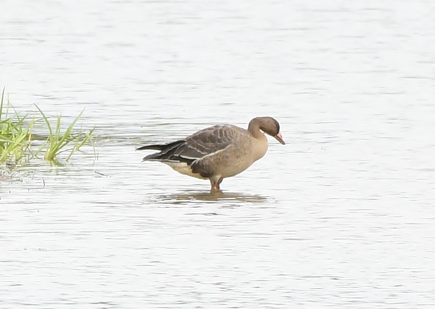 Greater White-fronted Goose - Rachel Hudson