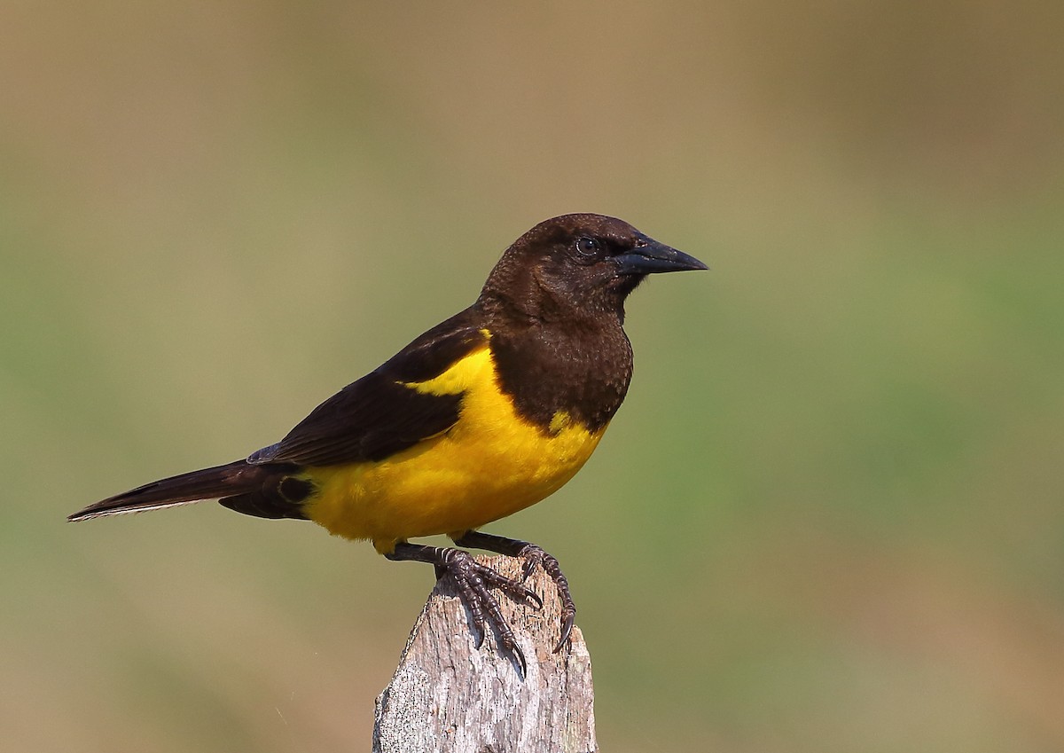 Yellow-rumped Marshbird - ML177166801