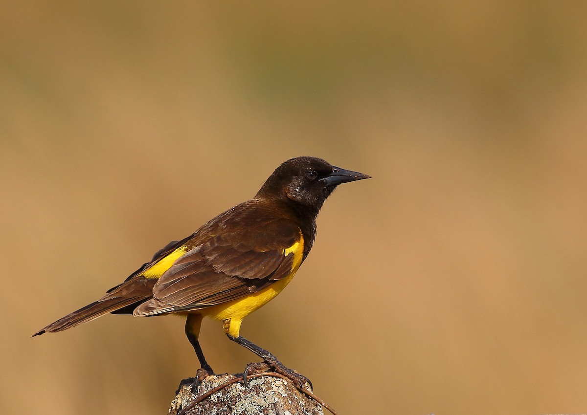 Yellow-rumped Marshbird - ML177166811