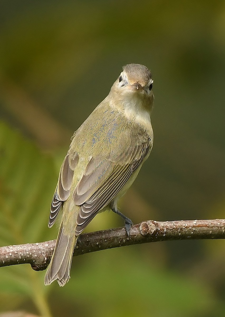 Warbling Vireo - Rachel Hudson