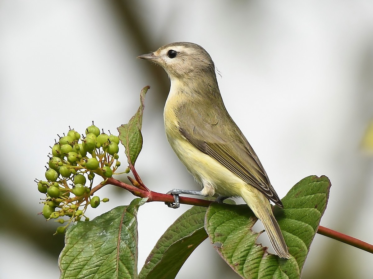 Warbling Vireo - ML177166991