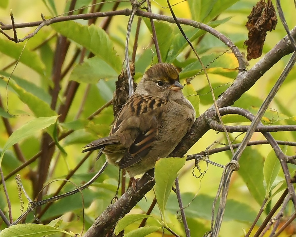 Golden-crowned Sparrow - ML177167051