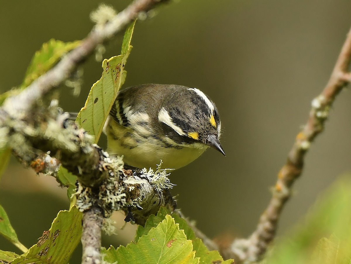 Black-throated Gray Warbler - ML177167101