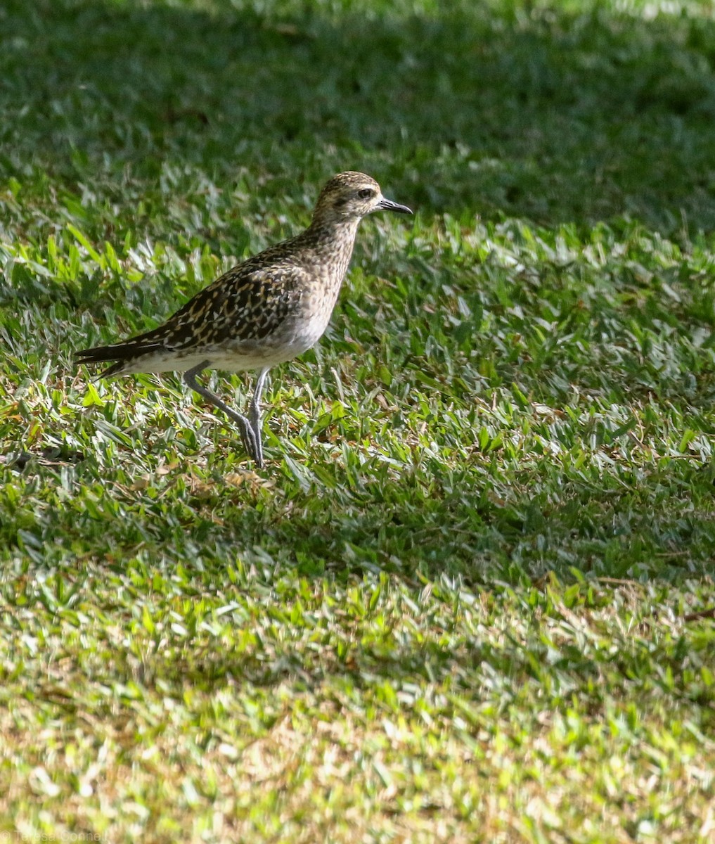 Pacific Golden-Plover - Teresa Connell