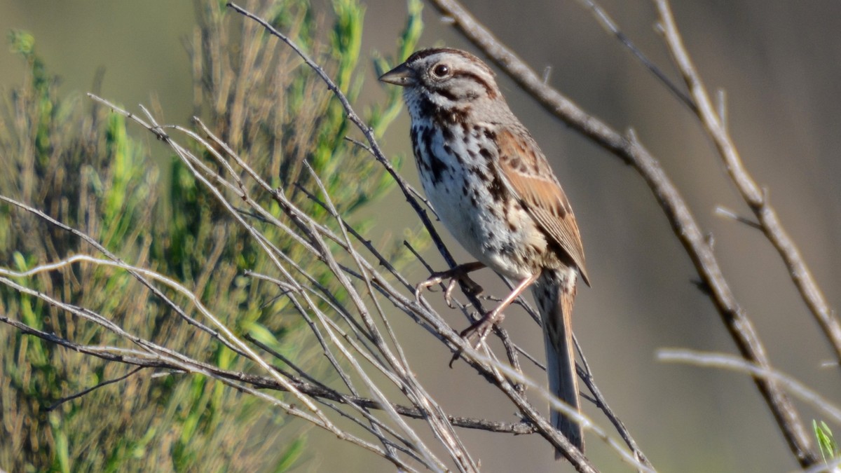 Song Sparrow - ML177168761