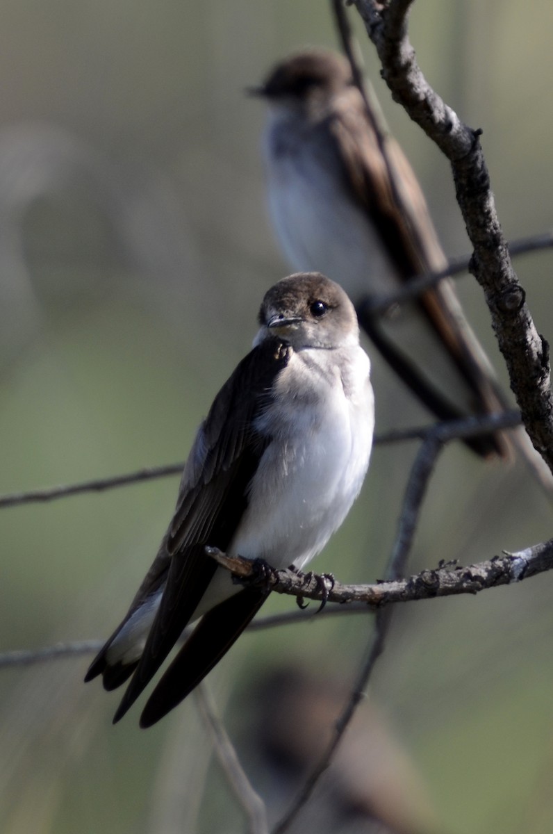 Tree Swallow - Dirk Tomsa