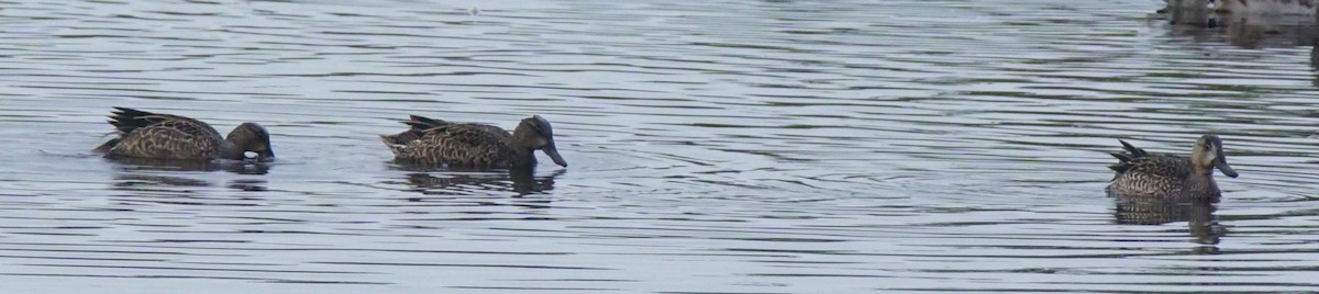 Blue-winged Teal - ML177170461