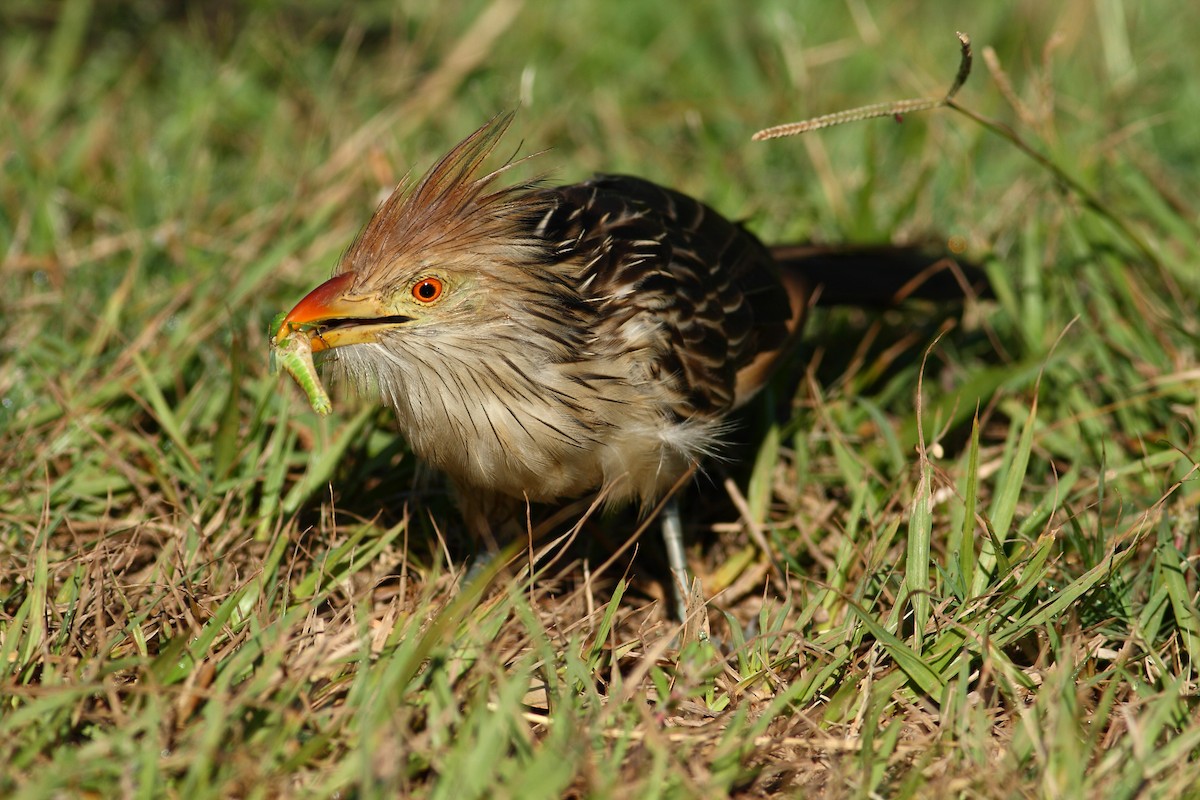 Guira Cuckoo - ML177171361