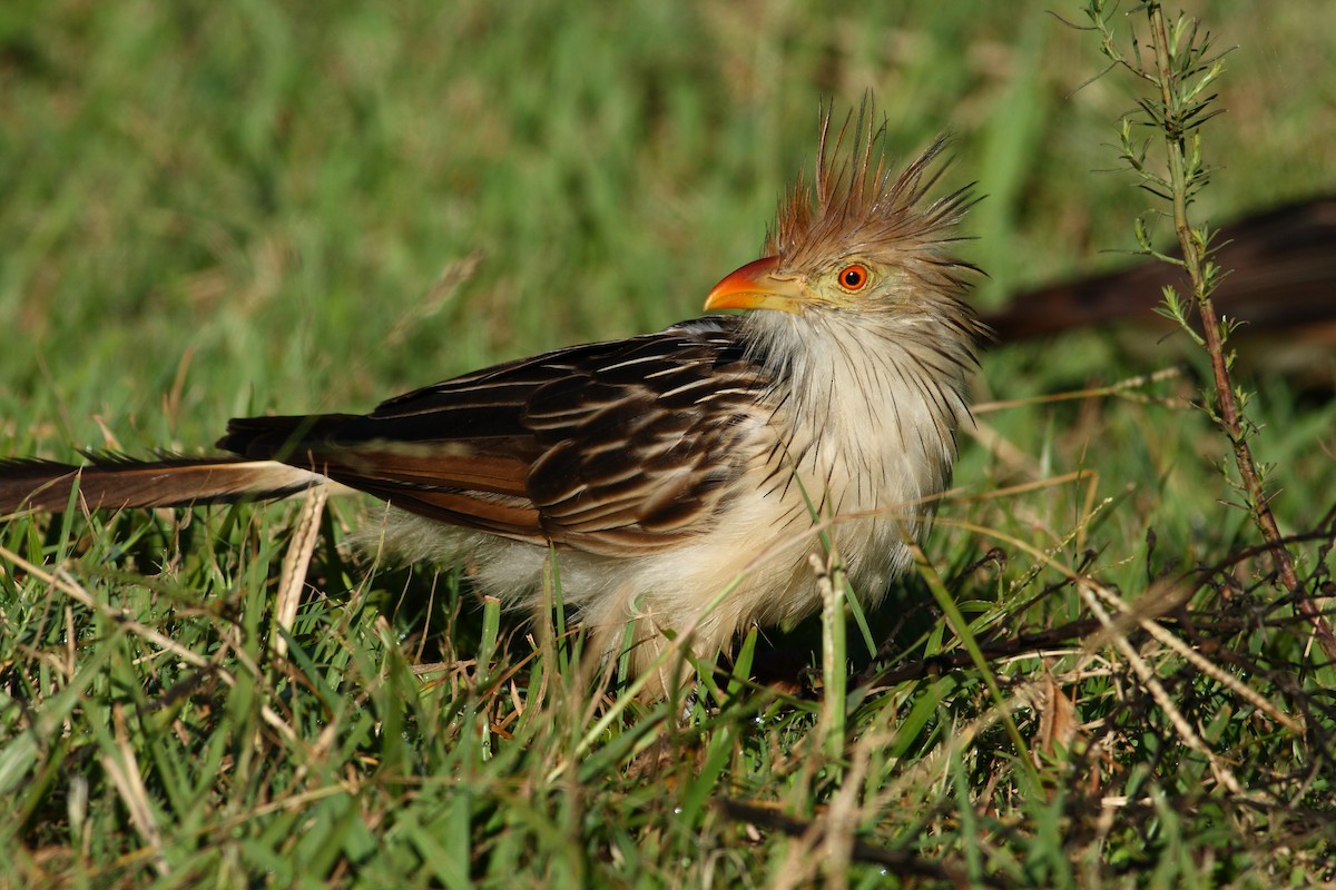 Guira Cuckoo - ML177171371