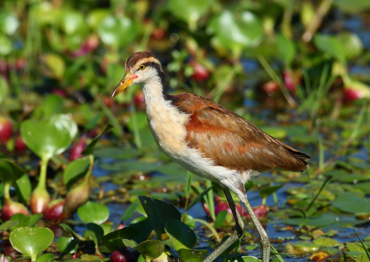 Wattled Jacana - ML177171441