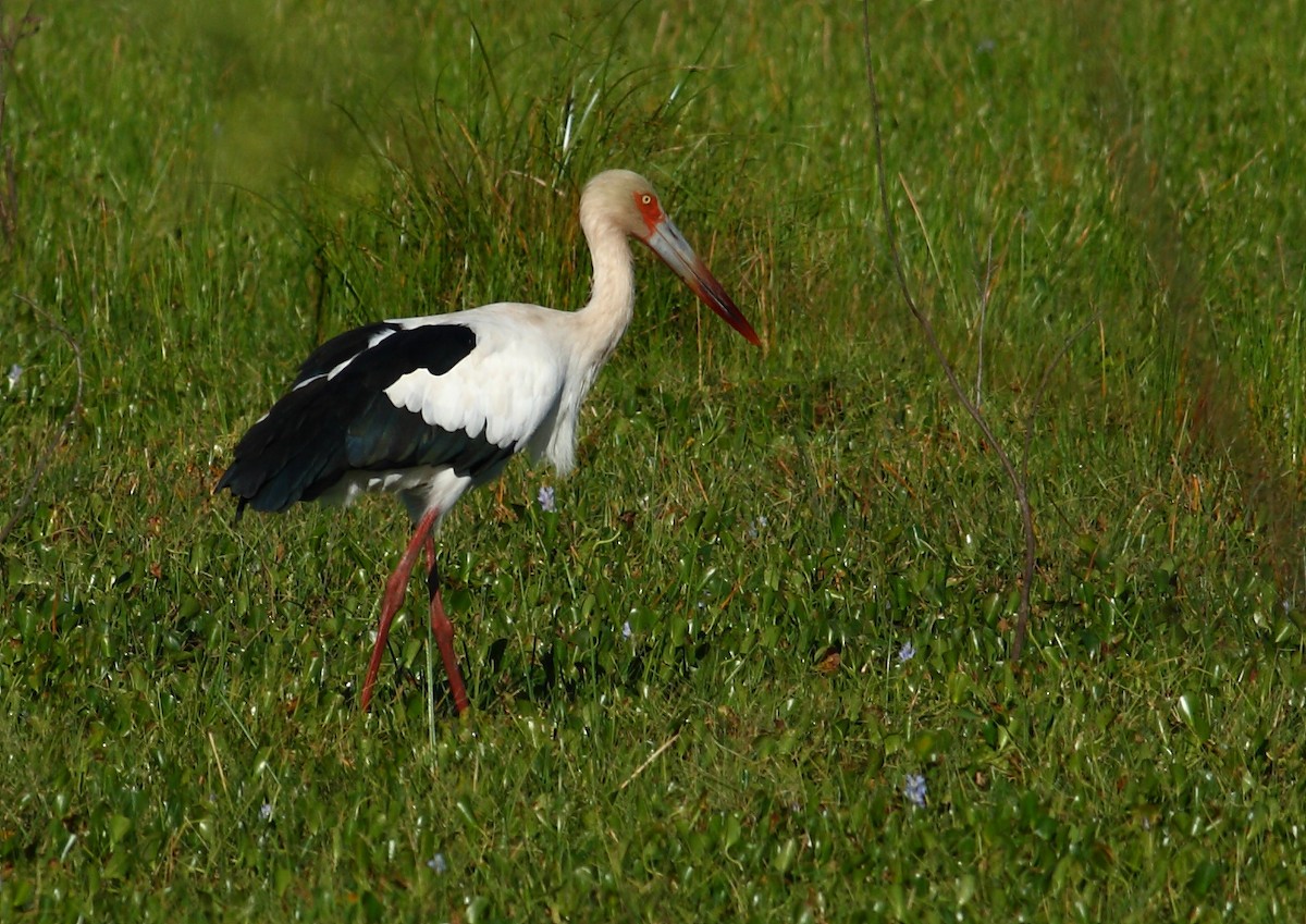 Maguari Stork - Ignasi Torre