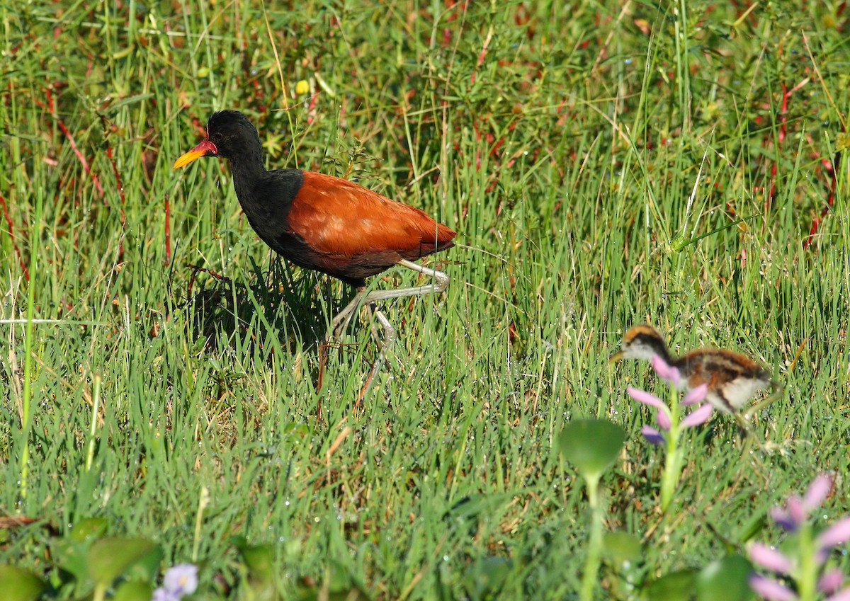 Wattled Jacana - ML177171471