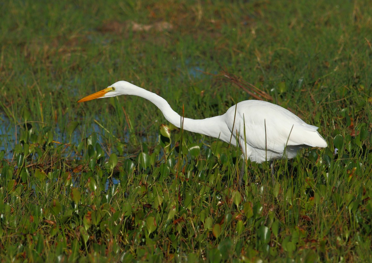 Great Egret - ML177171501