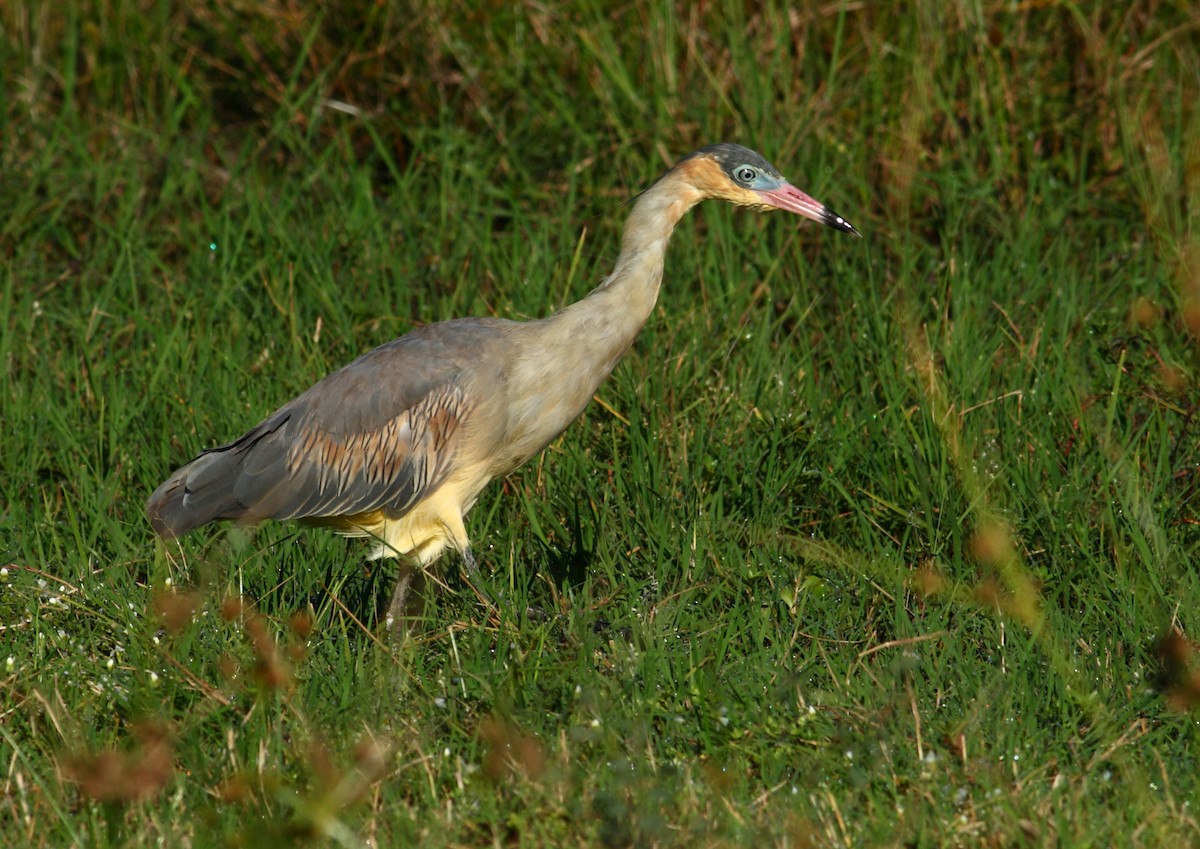 Whistling Heron - Ignasi Torre