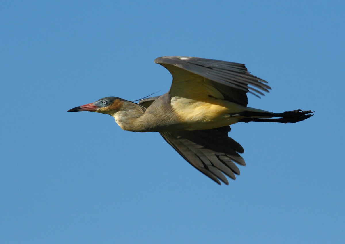 Garza Chiflona - ML177171521