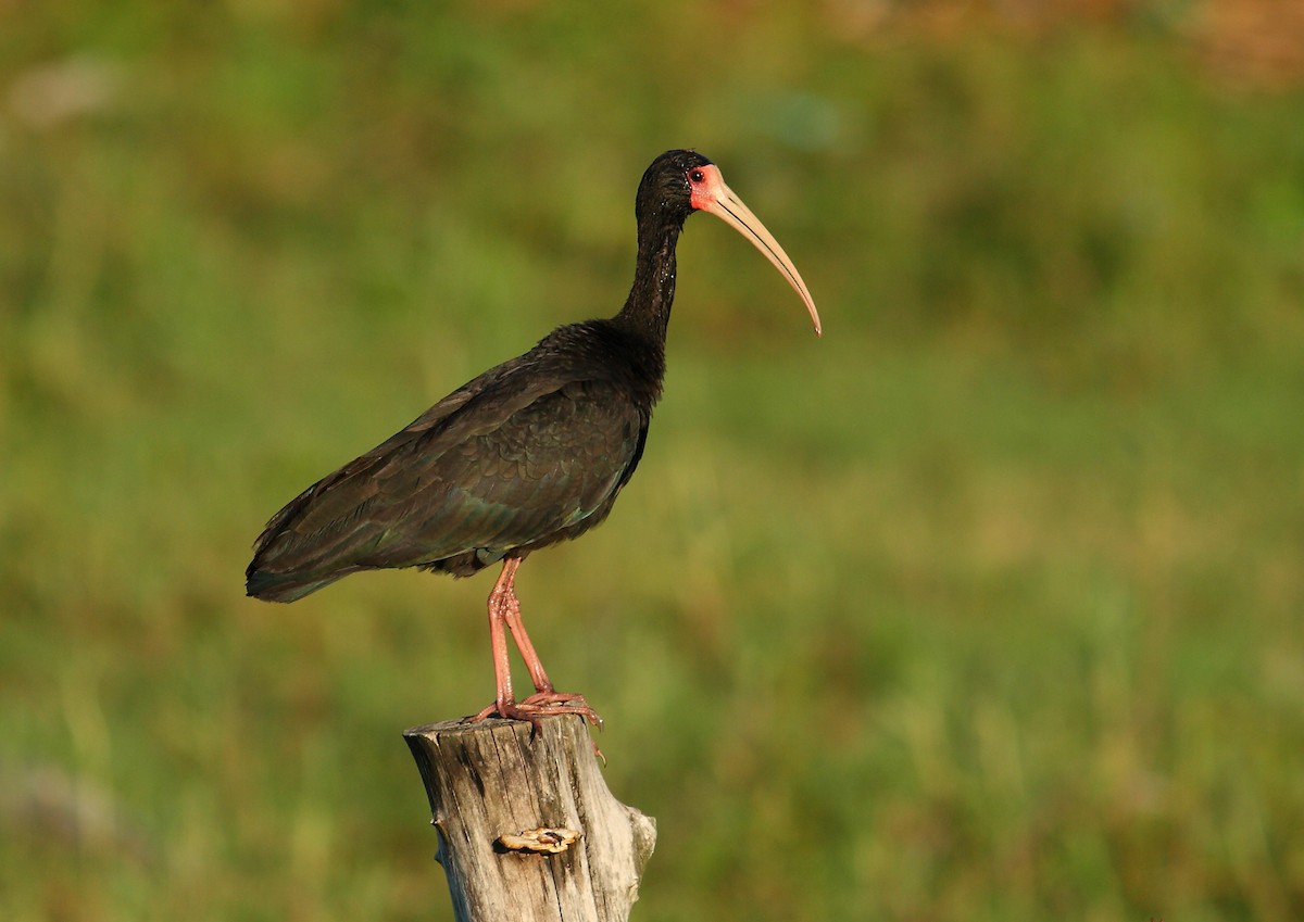 Ibis à face nue - ML177171541