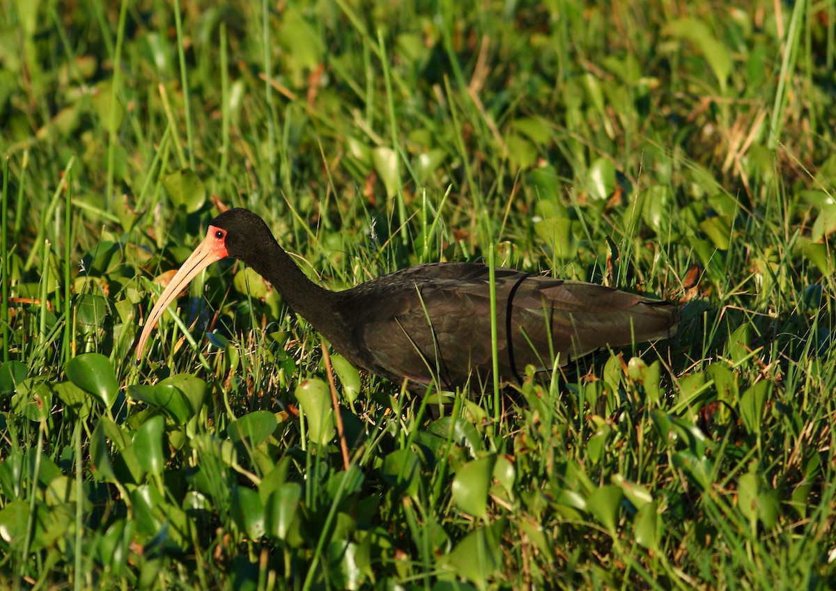 rødmaskeibis - ML177171551