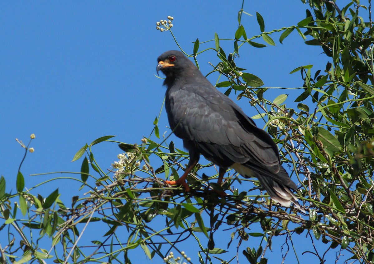 Schneckenbussard - ML177171581