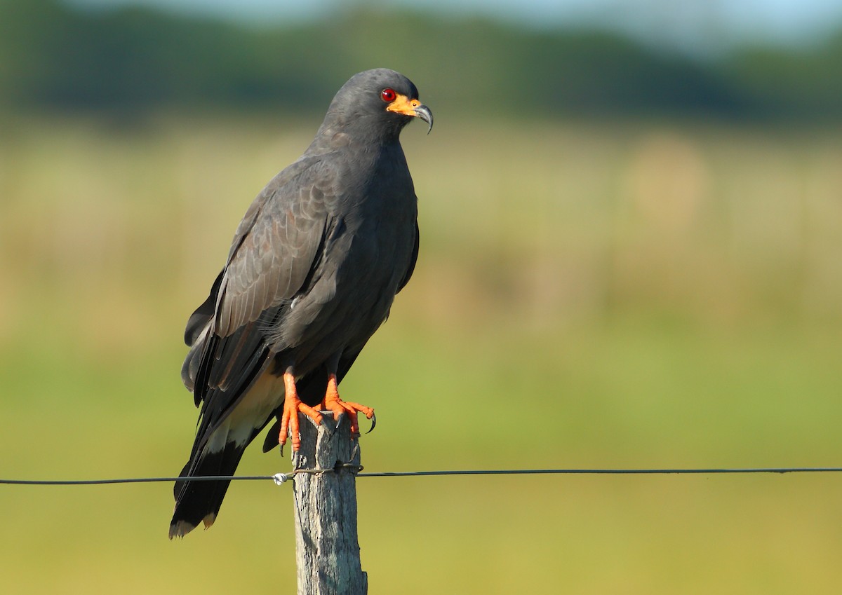 Schneckenbussard - ML177171591