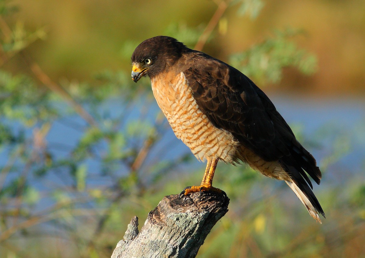 Roadside Hawk - Ignasi Torre