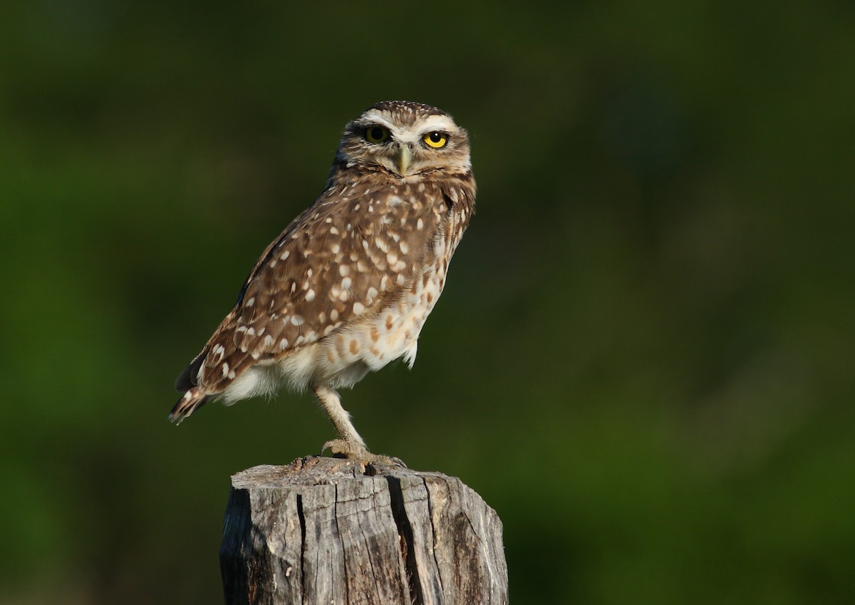 Burrowing Owl - Ignasi Torre