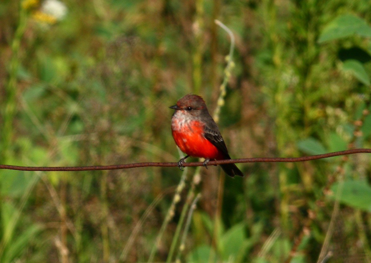 Vermilion Flycatcher - ML177171741