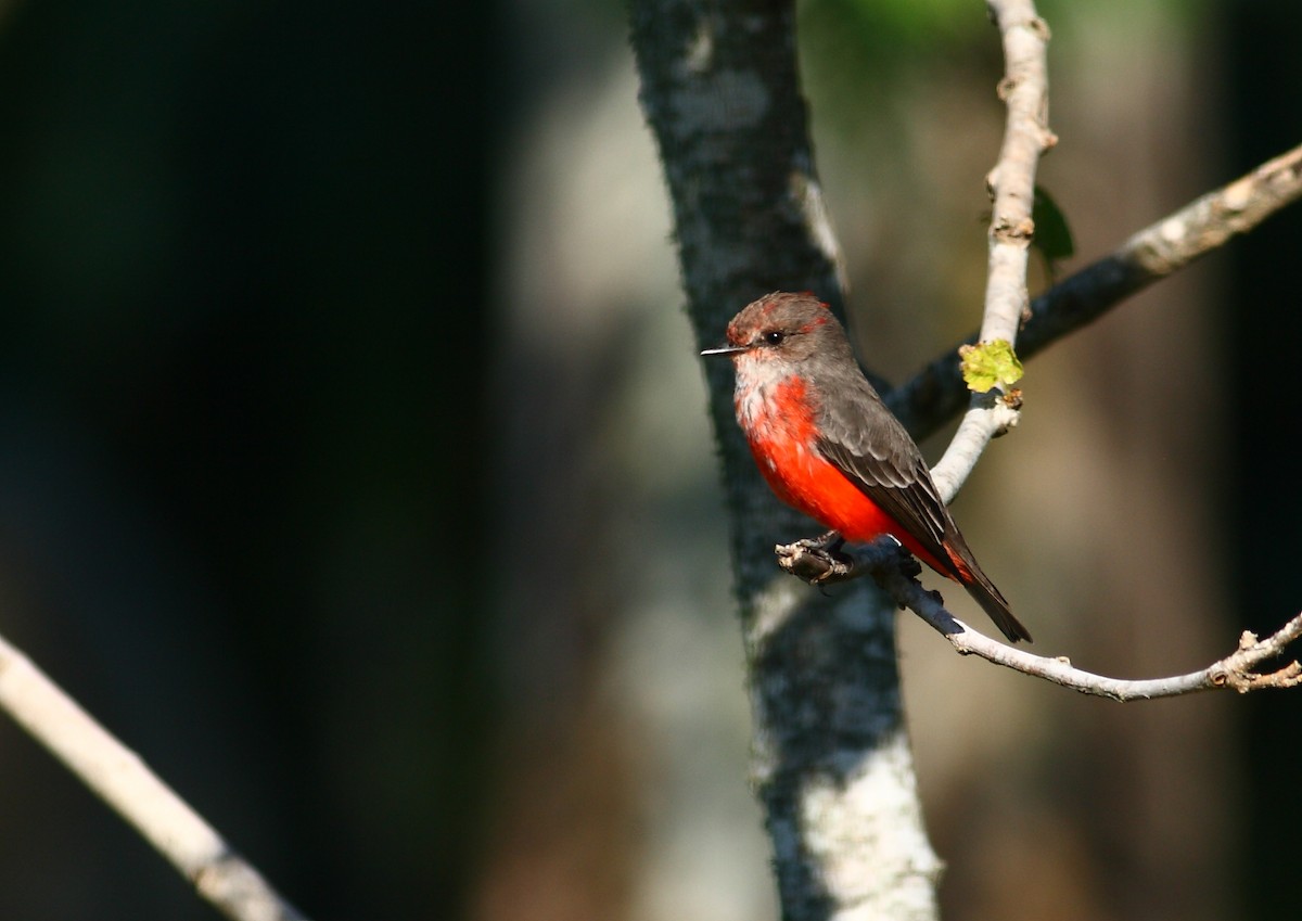 Vermilion Flycatcher - ML177171751