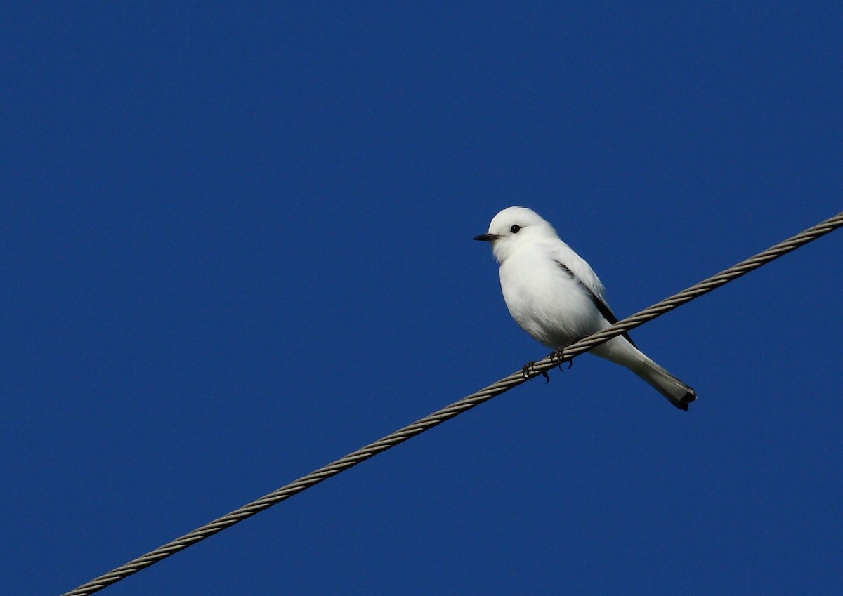 White Monjita - Ignasi Torre