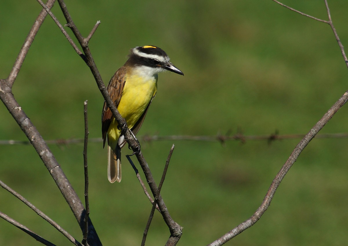 Great Kiskadee - ML177171811