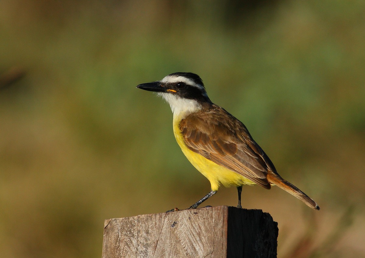 Great Kiskadee - Ignasi Torre