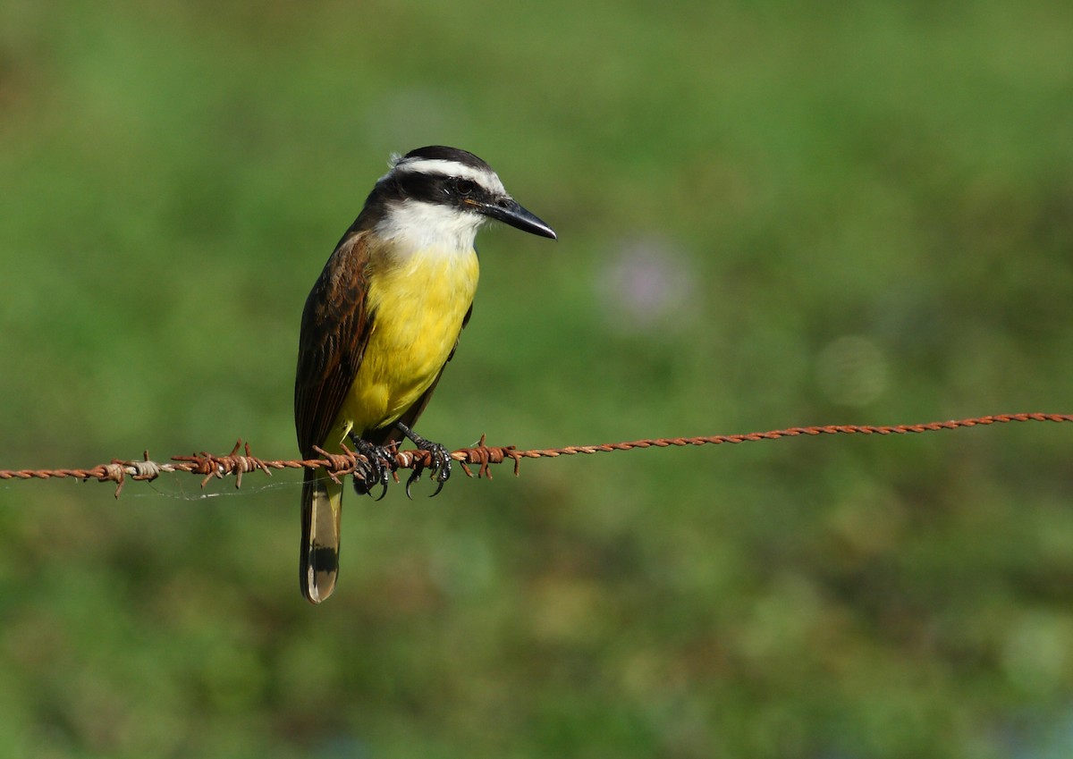 Great Kiskadee - ML177171831