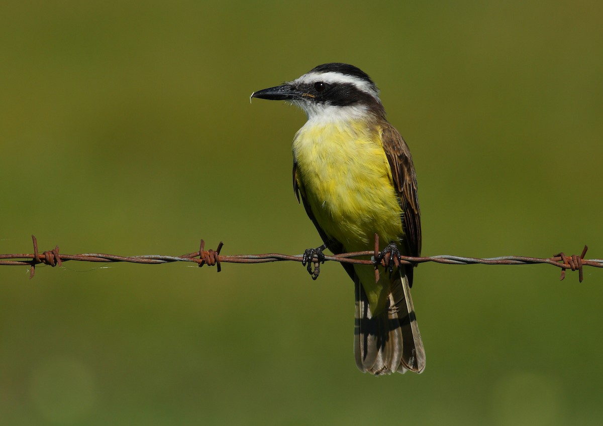 Great Kiskadee - ML177171841