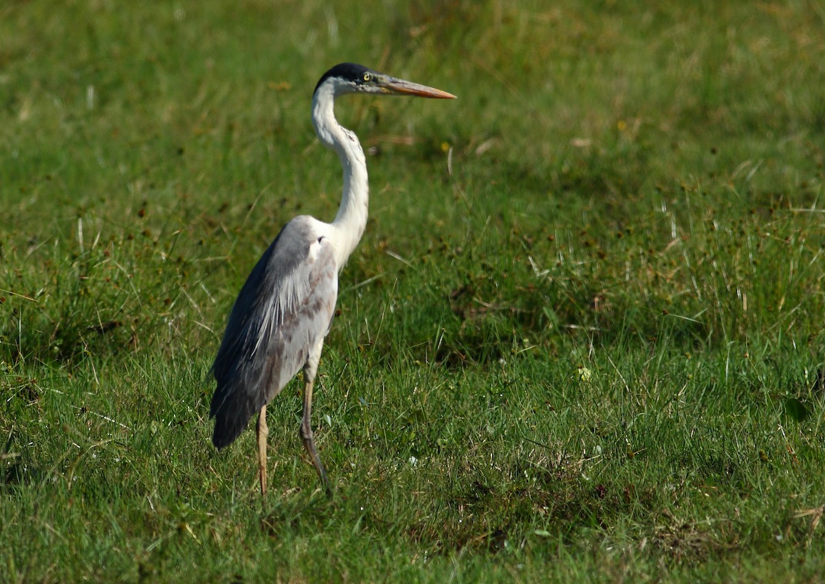 Garza Cuca - ML177172111