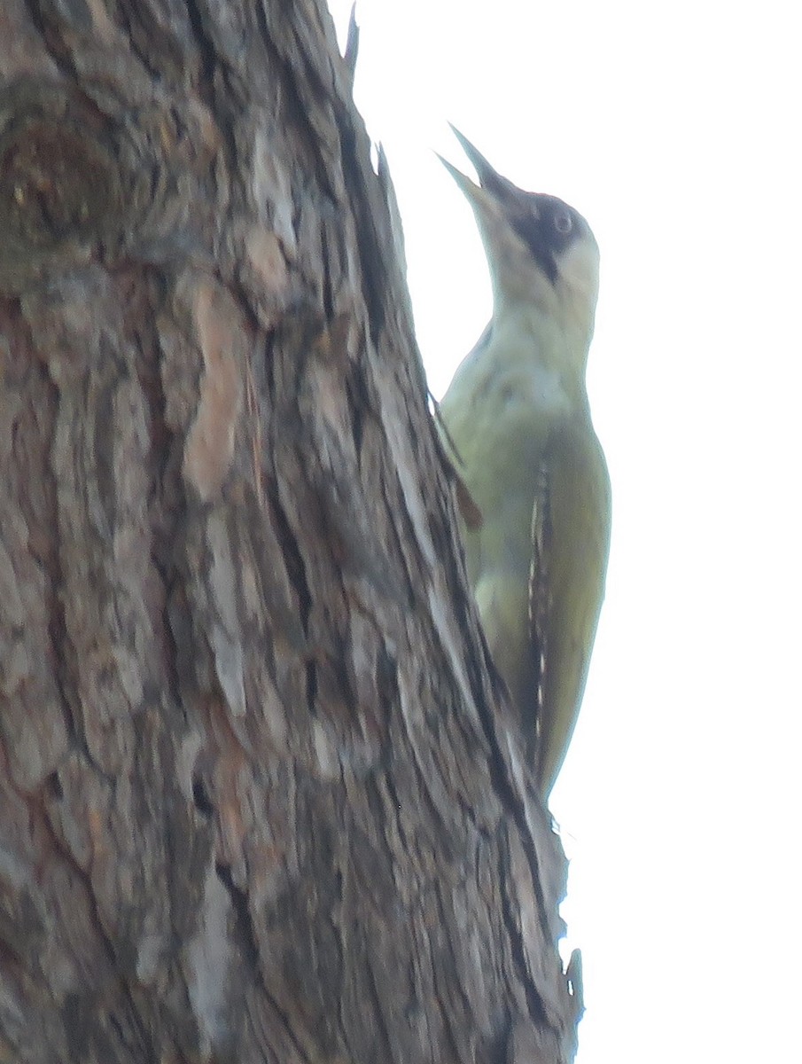 Eurasian Green Woodpecker - ML177174611