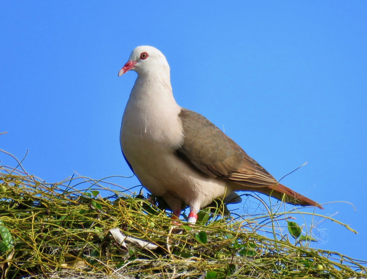 Pink Pigeon - ML177176281