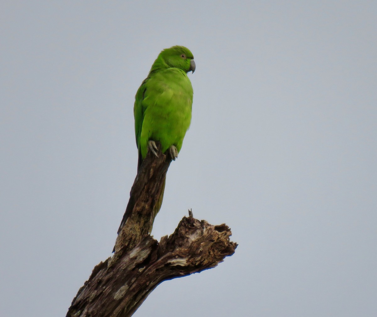 Echo Parakeet - ML177176451