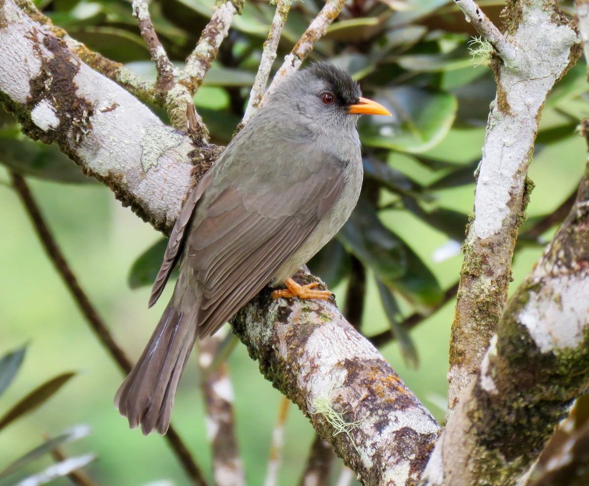 Mauritius Bulbul - Mich Coker