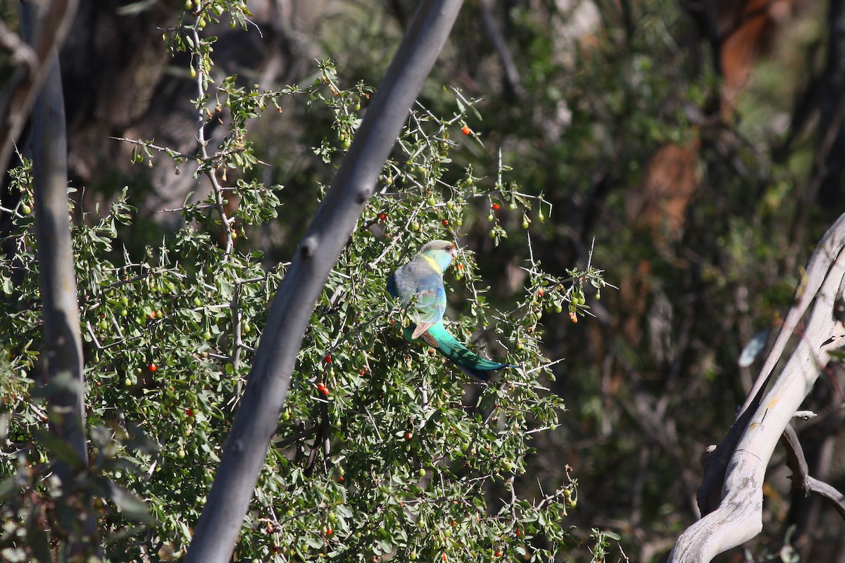 Australian Ringneck (Mallee) - Giles Daubeney