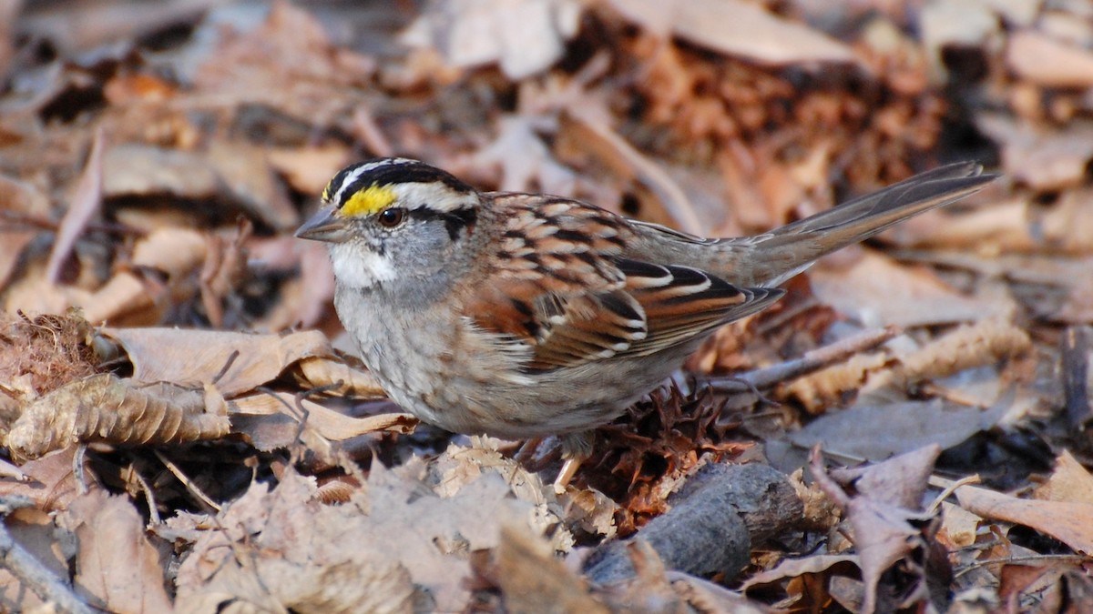 White-throated Sparrow - ML177179031