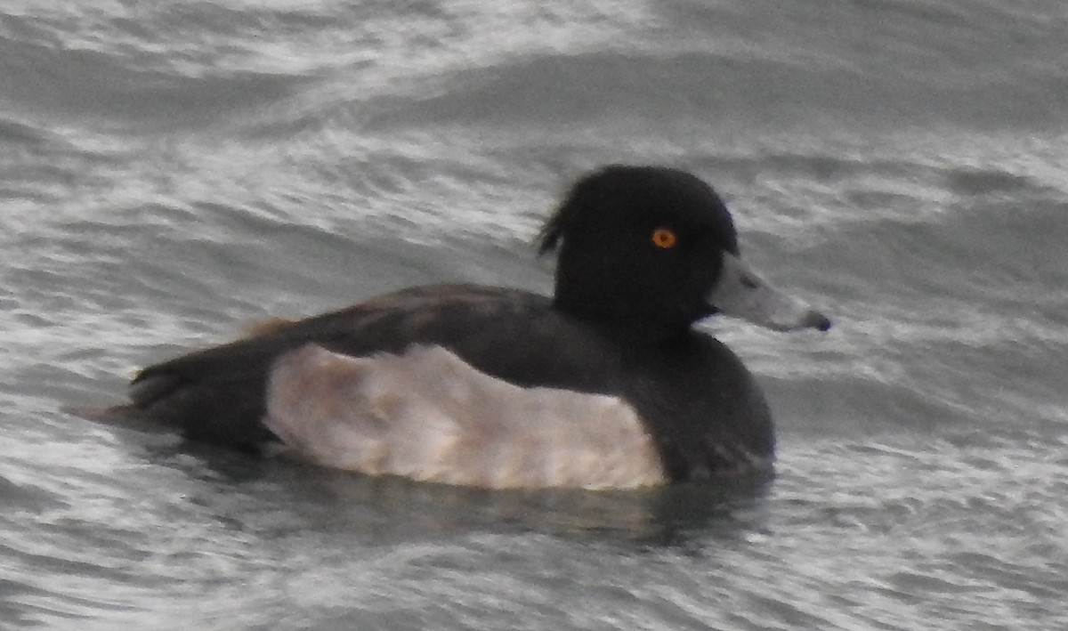 Tufted Duck - ML177181031