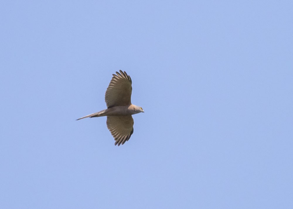 Brown Goshawk - ML177181761