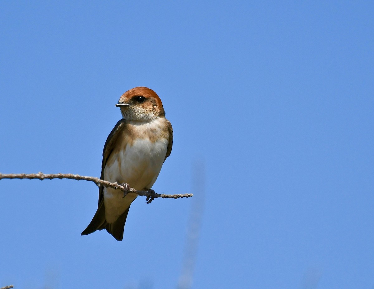 Fairy Martin - Michael Daley