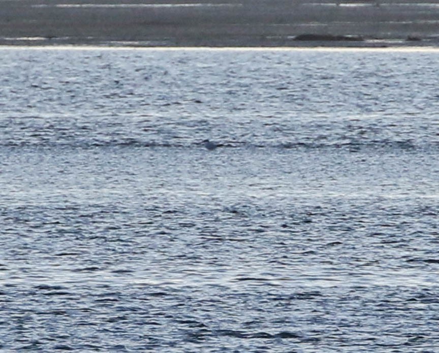 Caspian Tern - Mark Dennis