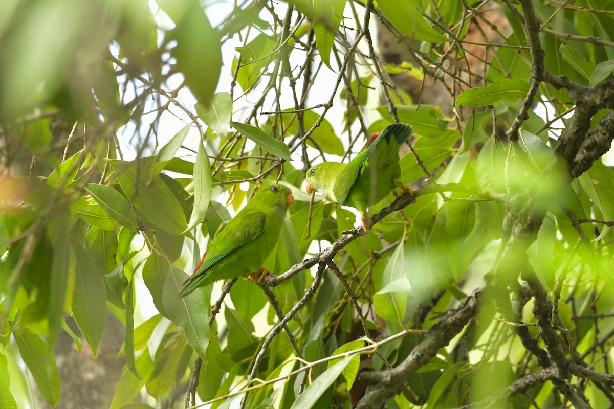 Vernal Hanging-Parrot - ML177184581