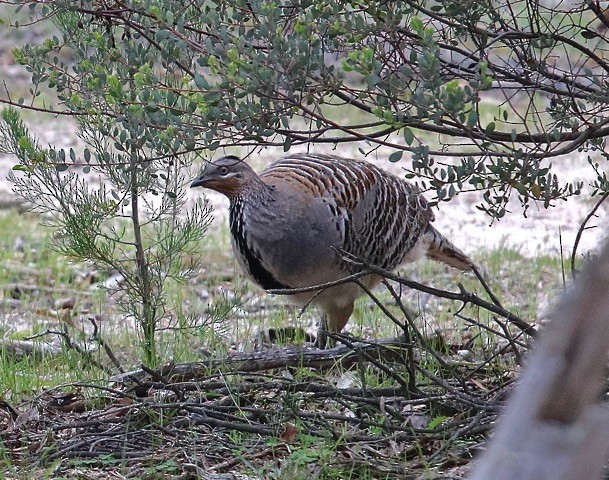 Malleefowl - ML177185101